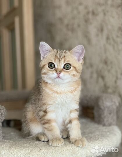 Шотландский котёнок читаем