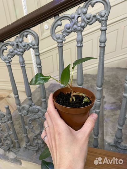 Филодендрон Краснеющий