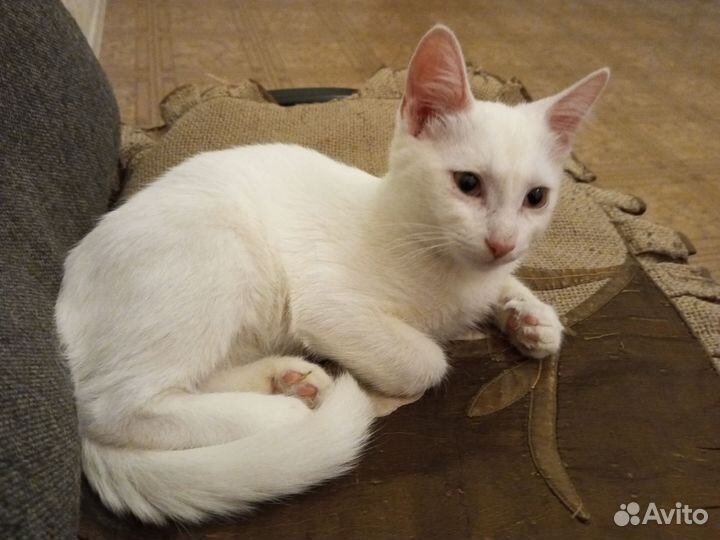 Котенок мальчик