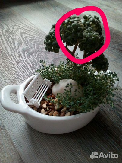 Суккуленты