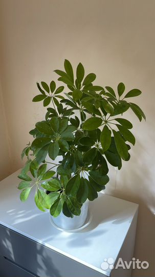 Комнатные цветы, шефлера