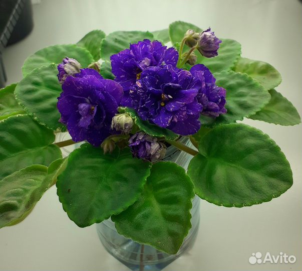 Сортовые фиалки цветущие