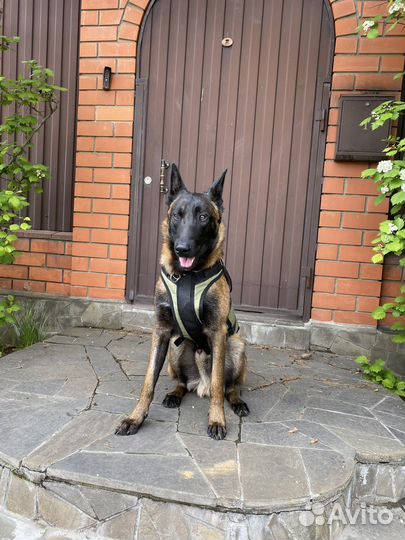 Бельгийская овчарка Малинуа кобель для вязки