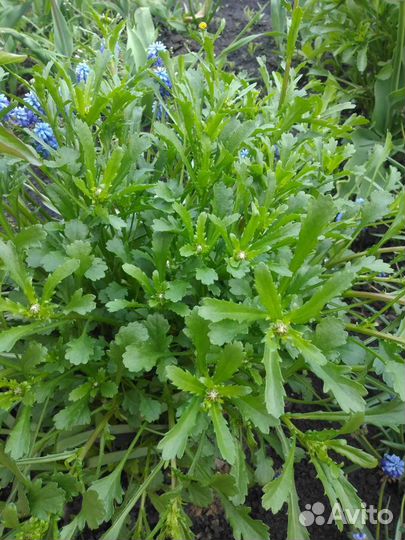 Крупные садовые ромашки