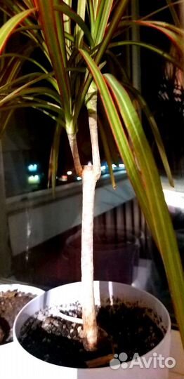 Пальма драцена