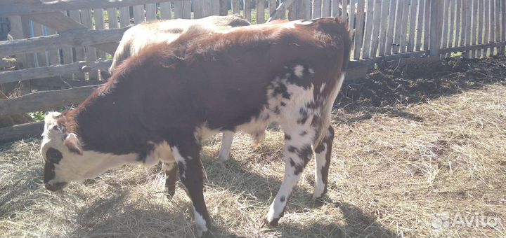 Продам телят
