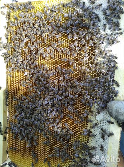 Пчелы (зимовалые пчелосемьи), пчелопакеты,отводки