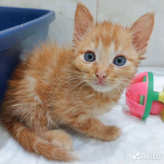 Рыжего Карапузика никто не замечает