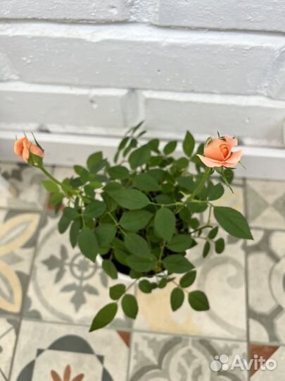 Роза комнатная