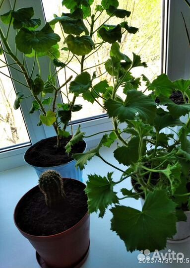 Комнатные цветы