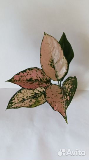 Аглаонема Kamkoon Orange