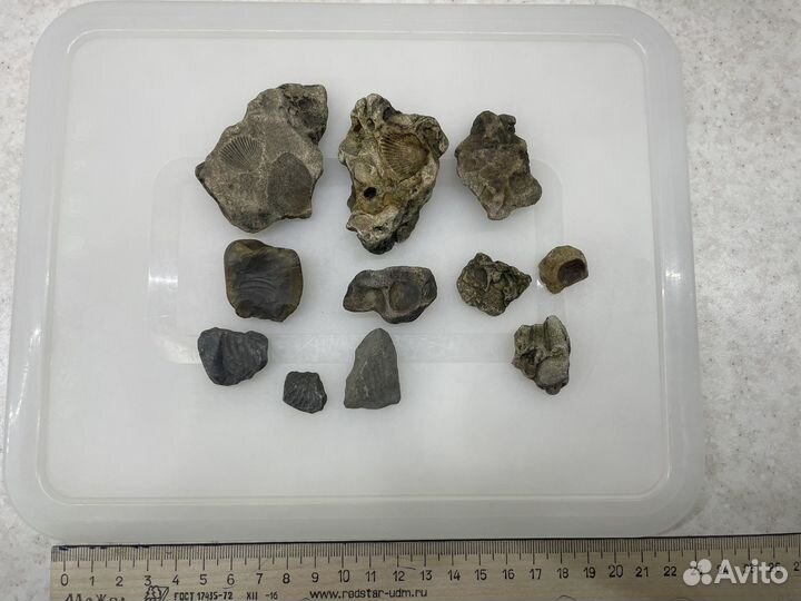 Отпечатки древних окаменелостей