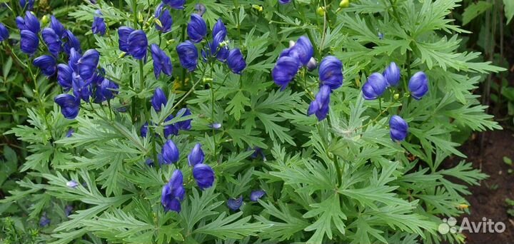 Лекарственные растения