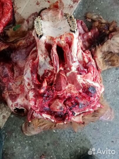 Головы говяжьи