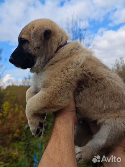 Щенки овчарки