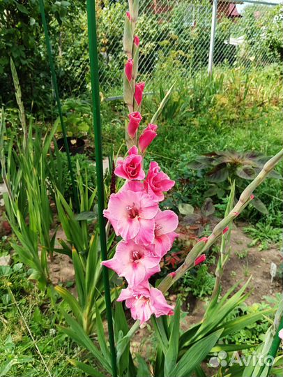 Луковицы гладиолусов