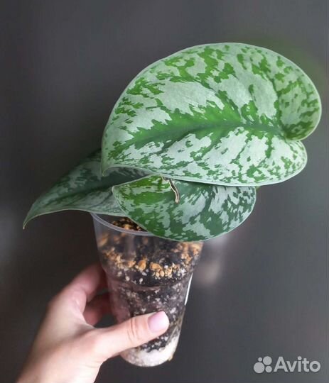 Сциндапсус пиктус треби / экзотика