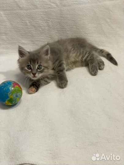 Очаровательные котята в дар