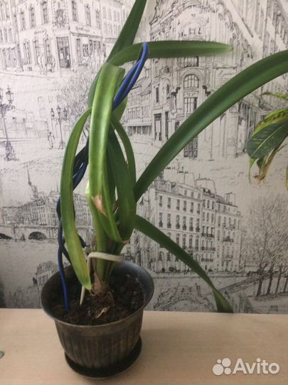 Кротон. Амаралис. Комнатные