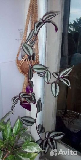 Традесканция