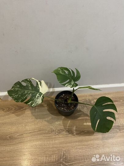 Монстера Альба