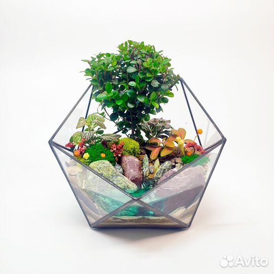 Бонсай Мирсина Африканская с озером во флорариуме