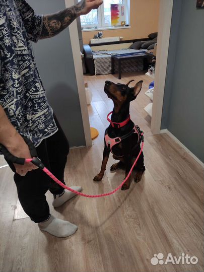 Кинолог зоопсихолог передержка собак и кошек