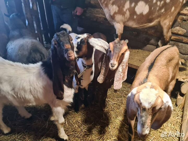 Козье молоко