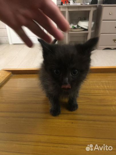 Котята в добрые руки даром