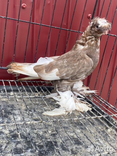 Голуби Узбекские двухчубве