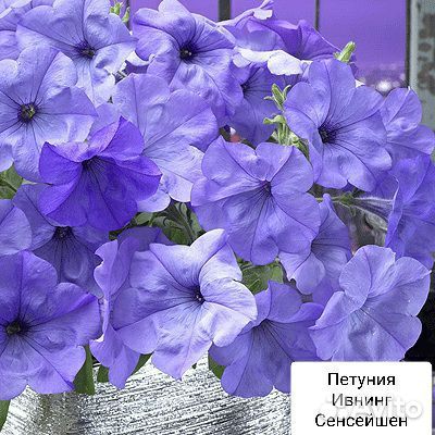 Рассада петунии