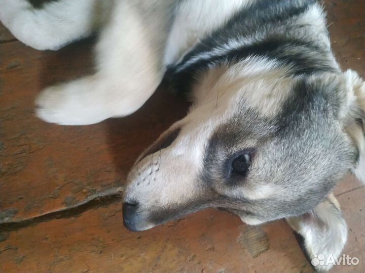 Собаки щенки бесплатно