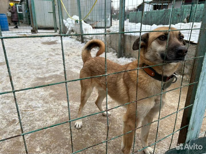 Собака в добрые руки, ласковый мальчик