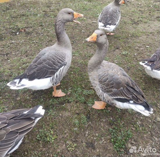Гуси серый крупный северный
