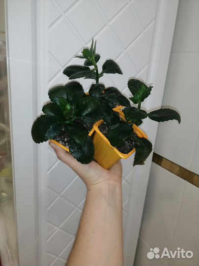 Комнатные растения и цветы