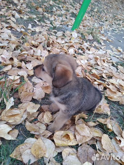 Щенок в добрые руки