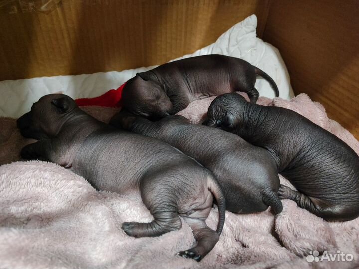 Щенки