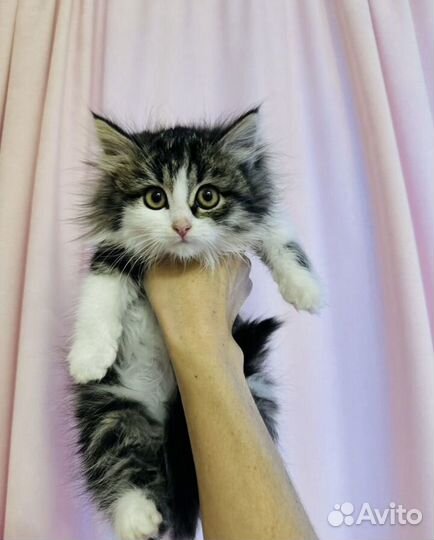 Котята в добрые руки бесплатно