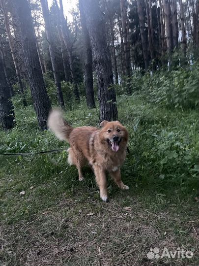 Собака в добрые руки