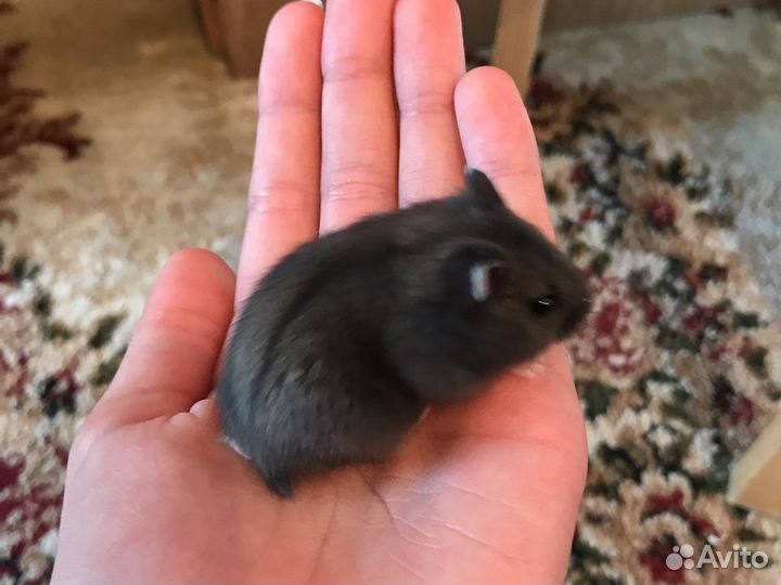 Хомяки джунгарики