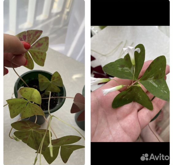 11 сортов Кислица оксалис