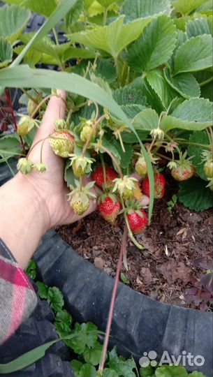 Рассада Клубника