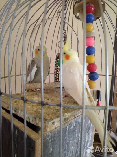 Папугаи Кареллы