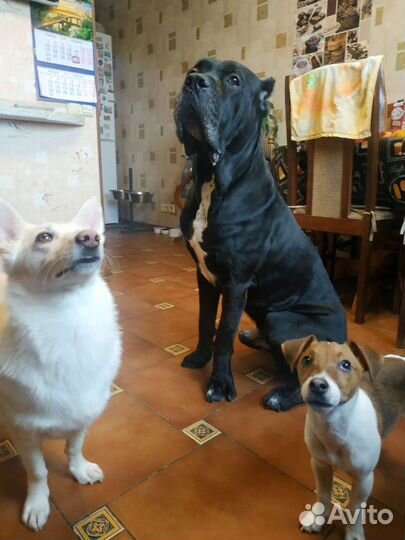 Выгульщик и ситтер для собак и других животных