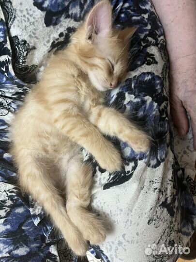 Рыжий котенок мальчик
