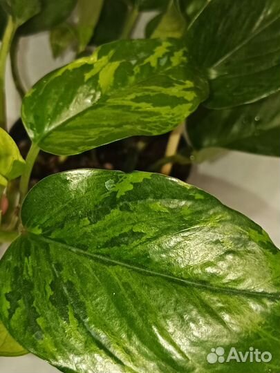 Эпипремнум марбл грин