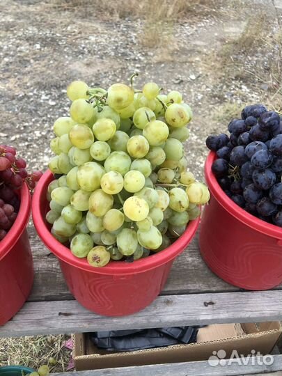 Саженцы винограда