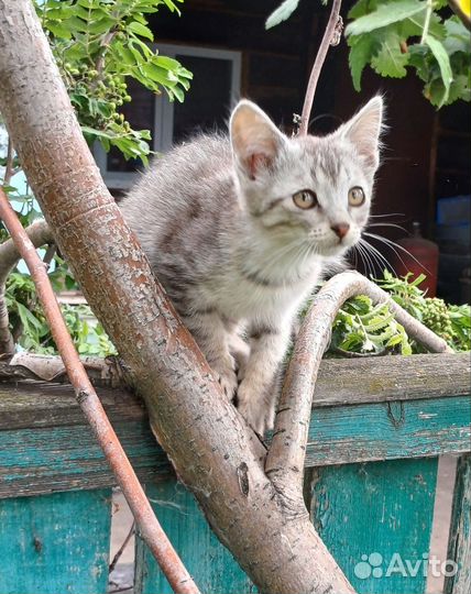 Котята в дар бесплатно