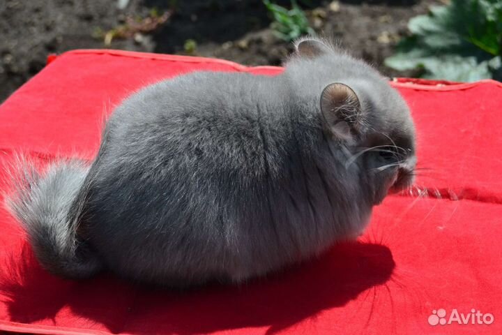 Фиолетовая ангора нс 100