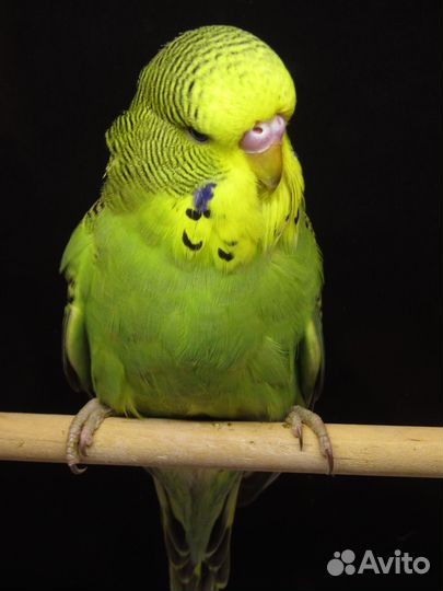 Попугай ввп, Чехи, выставочные